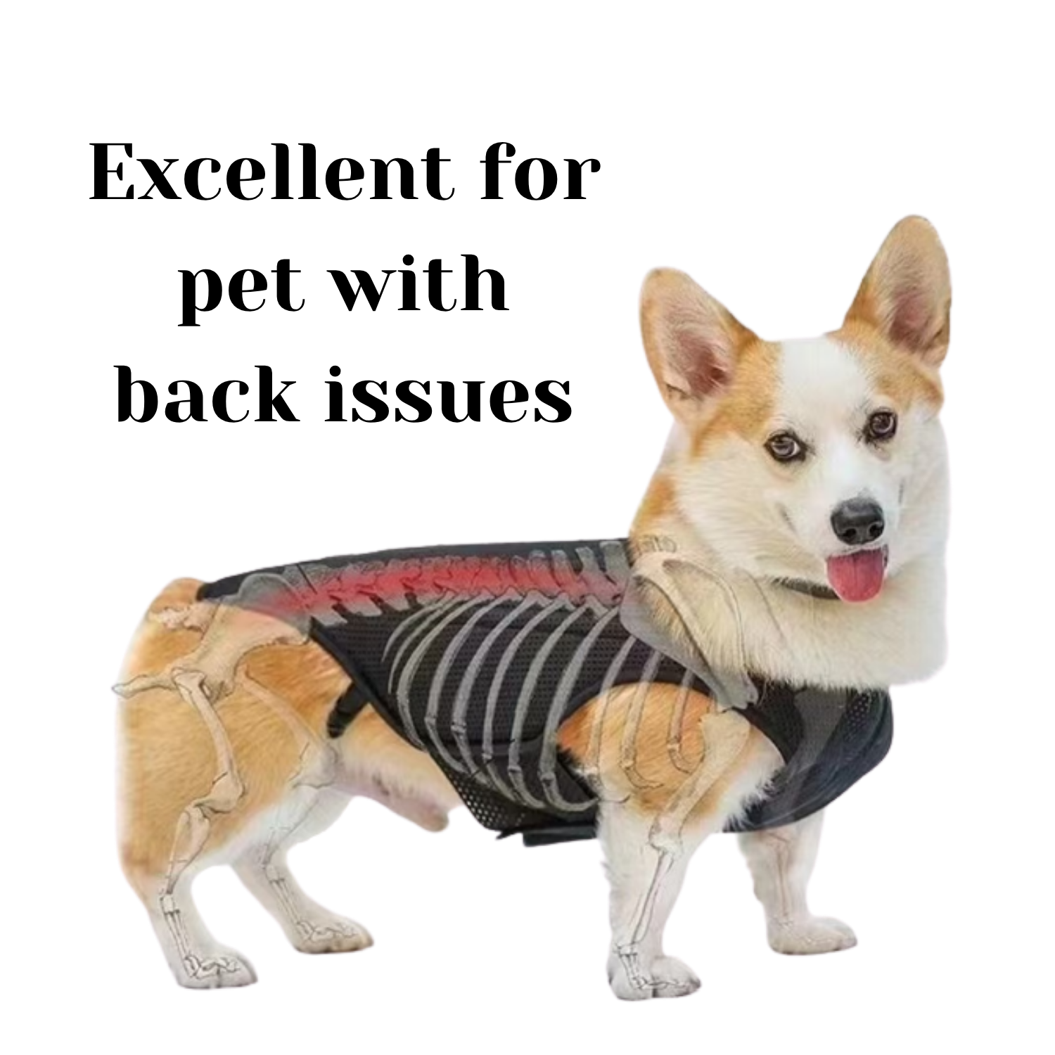 Dog wearing a back brace with text 'Excellent for pet with back issues' 