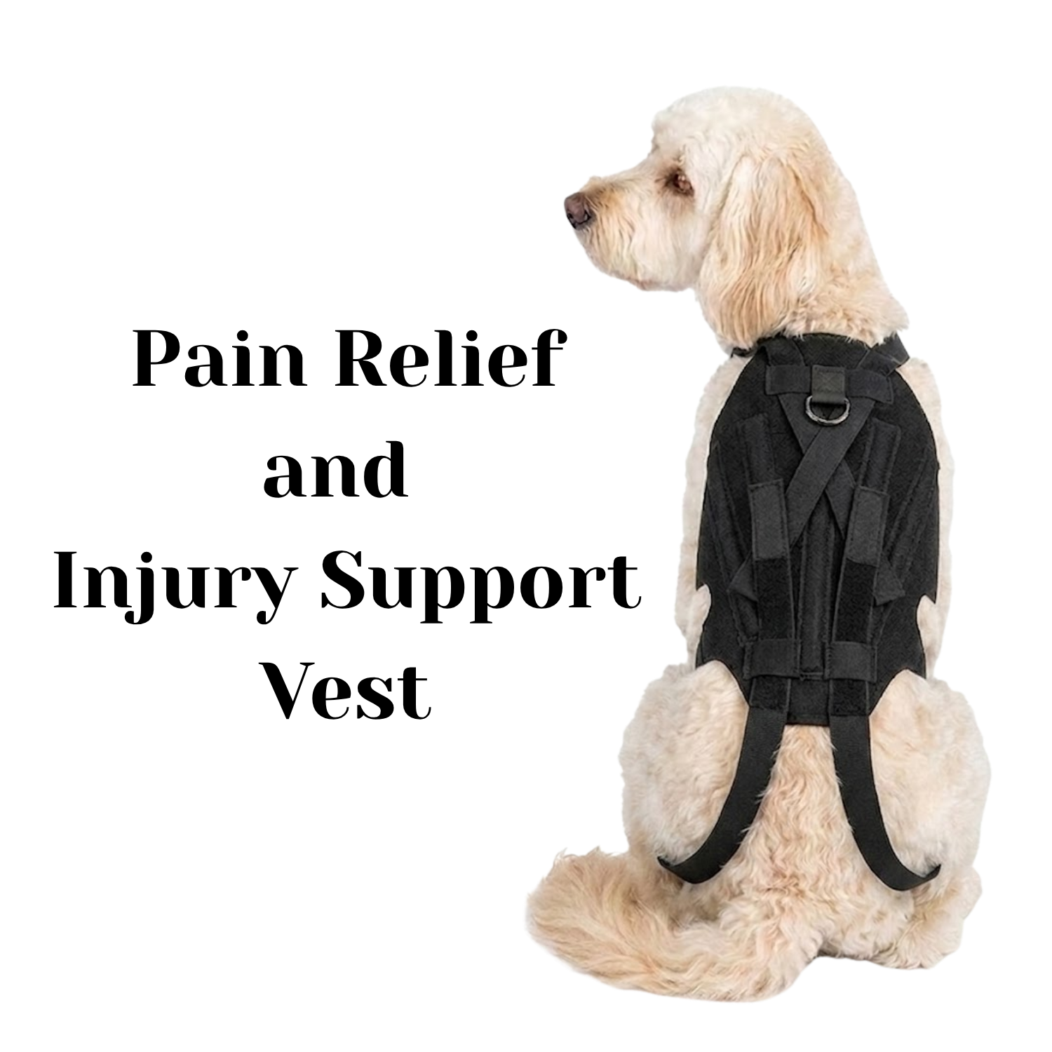 Dog wearing a black pain relief and injury support vest 