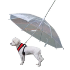 Small white dog wearing a red harness standing under a transparent pet umbrella