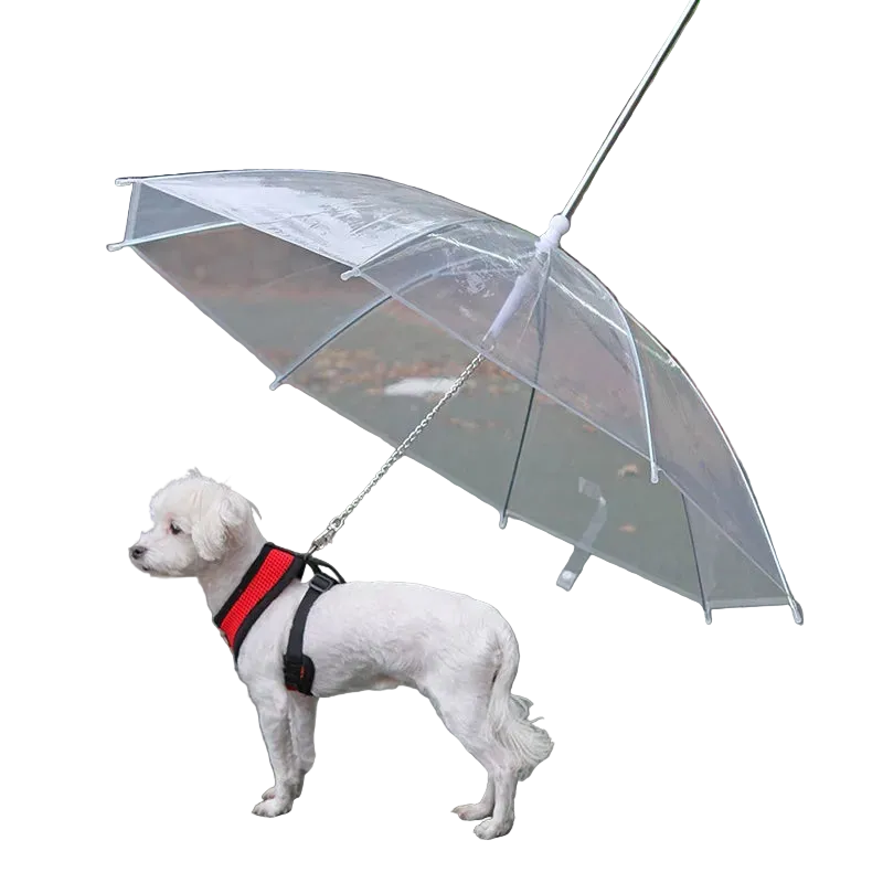 Small white dog wearing a red harness standing under a transparent pet umbrella