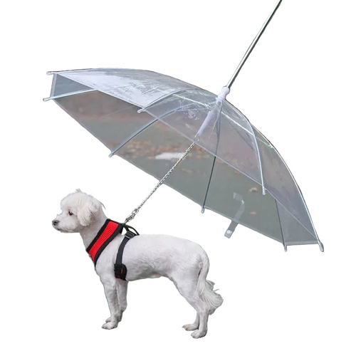 Small white dog wearing a red harness standing under a transparent pet umbrella