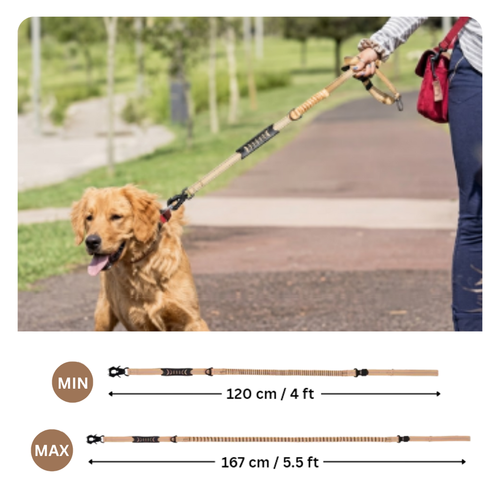 Dog on a leash with measurement details in an outdoor setting