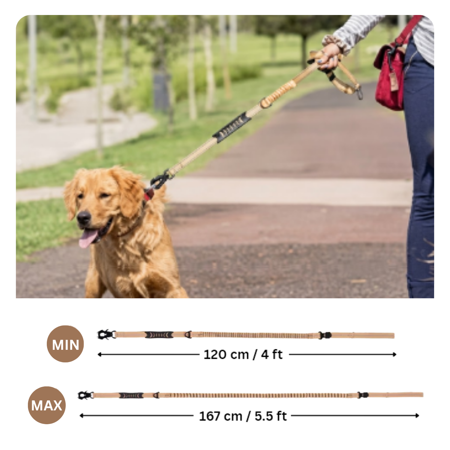 Dog on a leash with measurement details in an outdoor setting