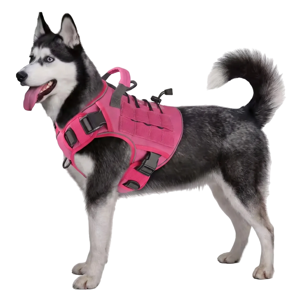 Dog Wearing Elite Tactical No-Pull Dog Harness