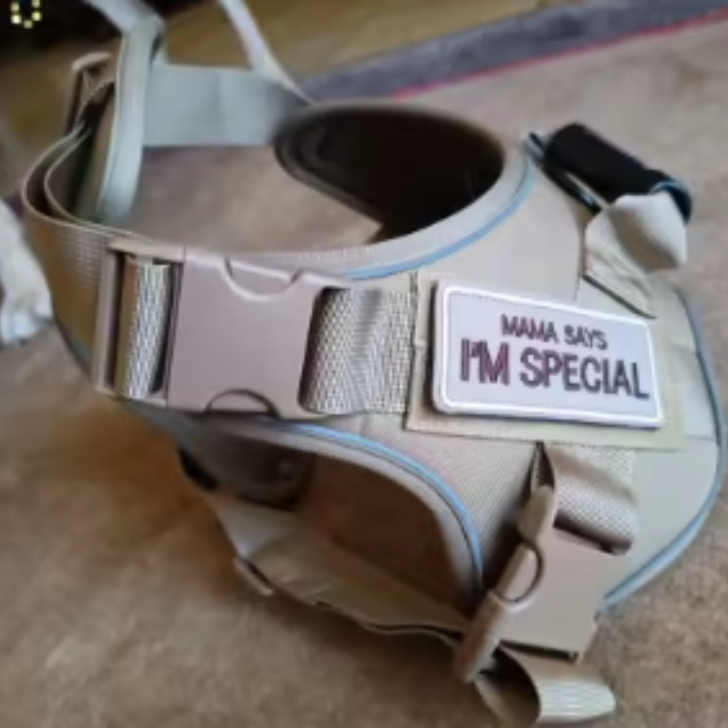 Dog harness with text saying Mama says I'm special