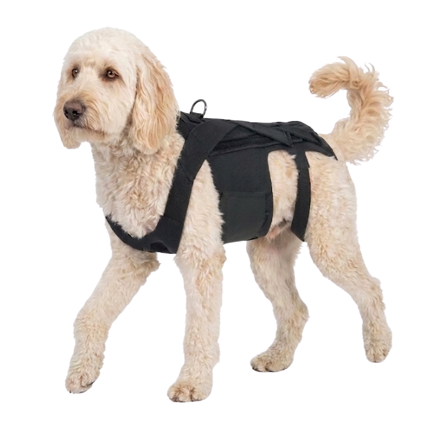 Dog Back Brace for IVDD, Arthritis & Recovery